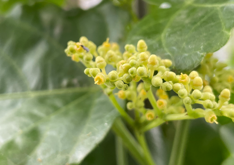 cissus_verticillata