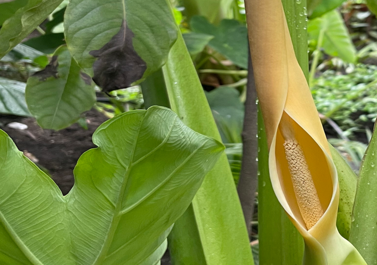 colocasia_esculenta_b