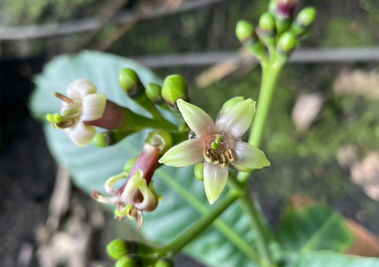 condaminea_corymbosa