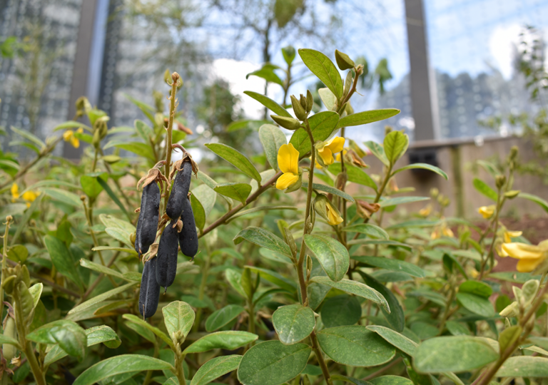 crotalaria_nitens
