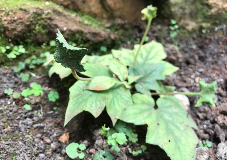 dorstenia_contrajerva