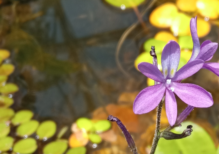 eichhornia_paniculata_a