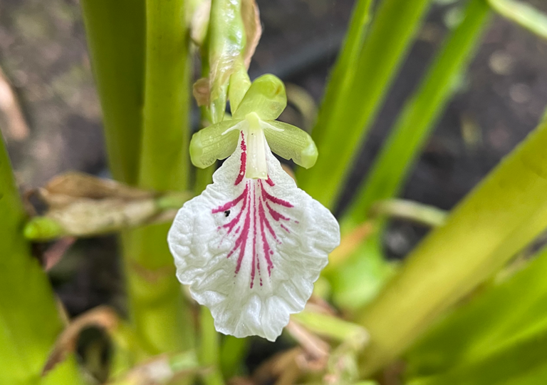 elettaria_cardamomum