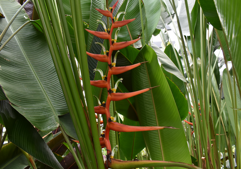 heliconia_burleana_a