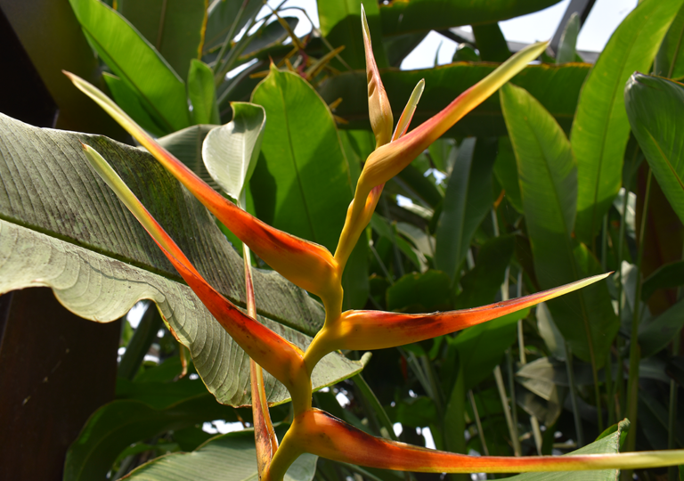 heliconia_latispatha