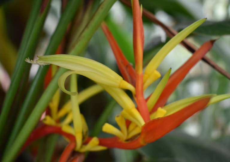 heliconia_montana