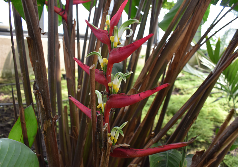 heliconia_scarlatina_a