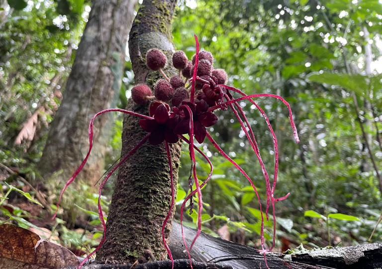 herrania_purpurea_a