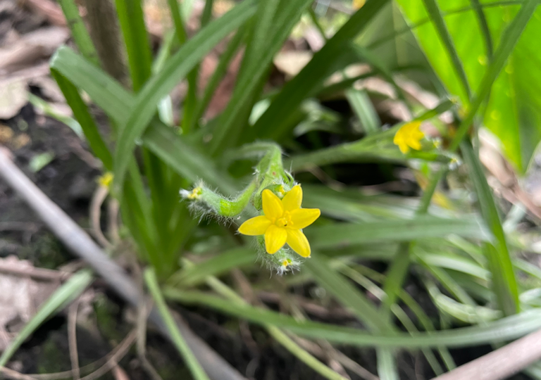 hypoxis_decumbens