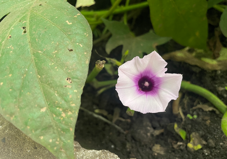 ipomoea_batatas