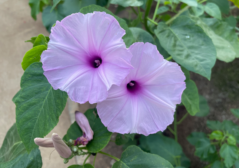Ipomoea Carnea Jardín Botánico De Bogotá 