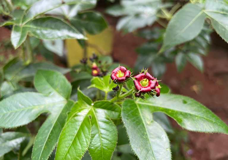 jatropha_gossypiifolia