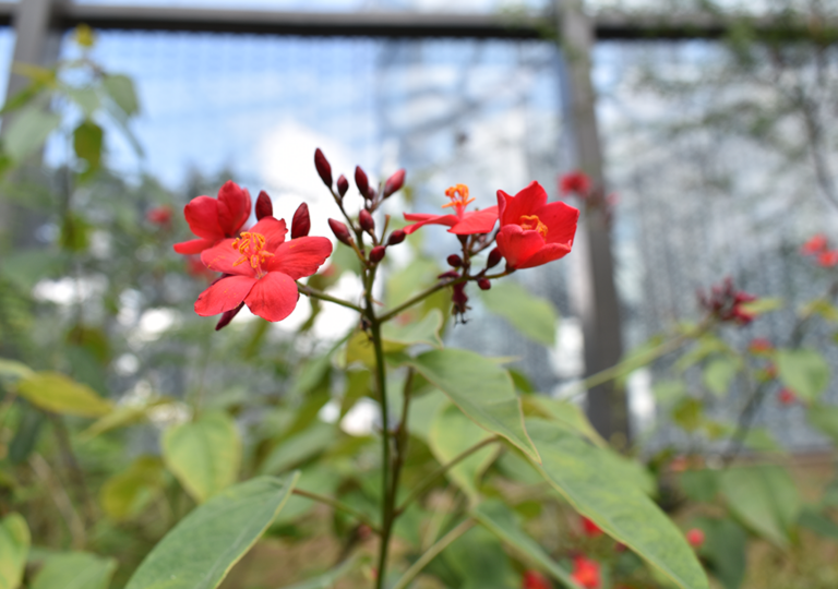 jatropha_integerrima