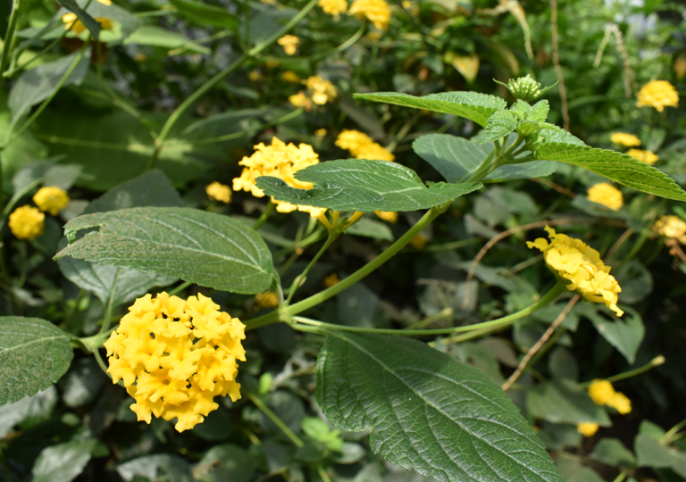 lantana_camara