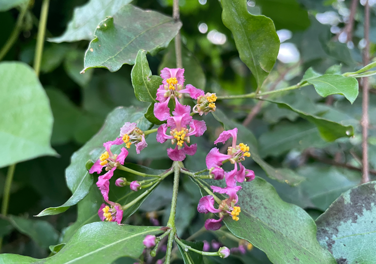 malpighia_emarginata_a