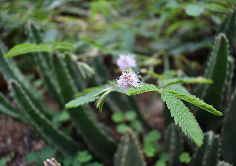 mimosa_pudica