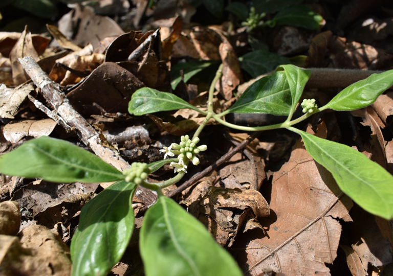 morinda_turbacensis