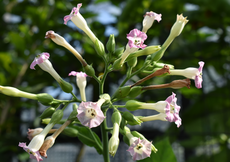 nicotiana_tabaccum_b