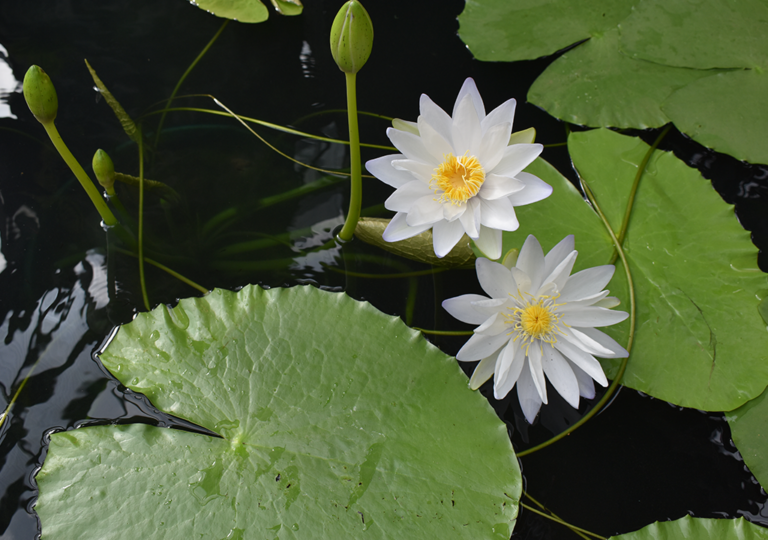 nymphaea_gigantea_albert_de_lestang_a
