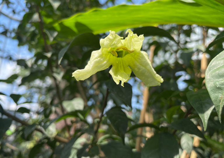 parmentiera_stenocarpa_a
