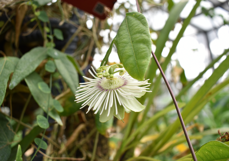 passiflora_micropetala