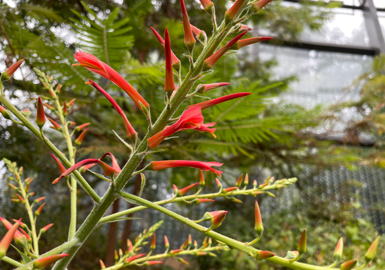 pitcairnia_huilensis_a