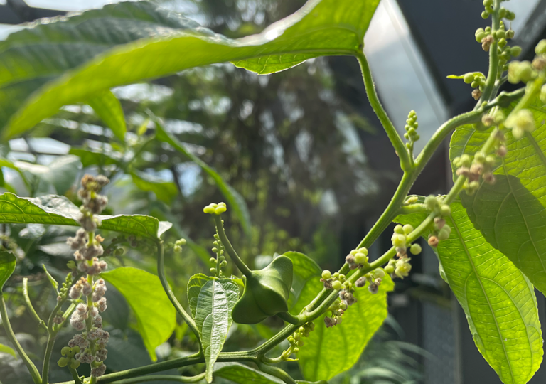 plukenetia_volubilis_b