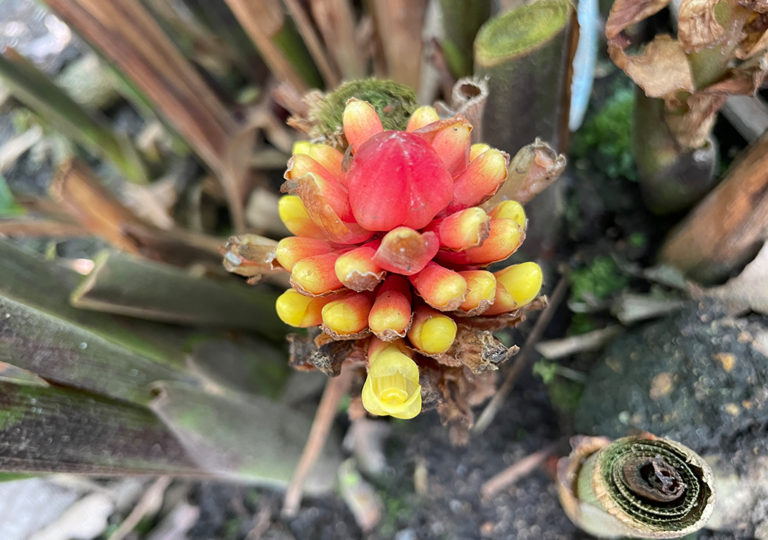 renealmia_thyrsoidea_b