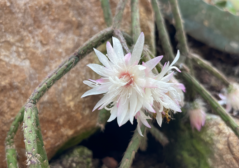 rhipsalis_baccifera