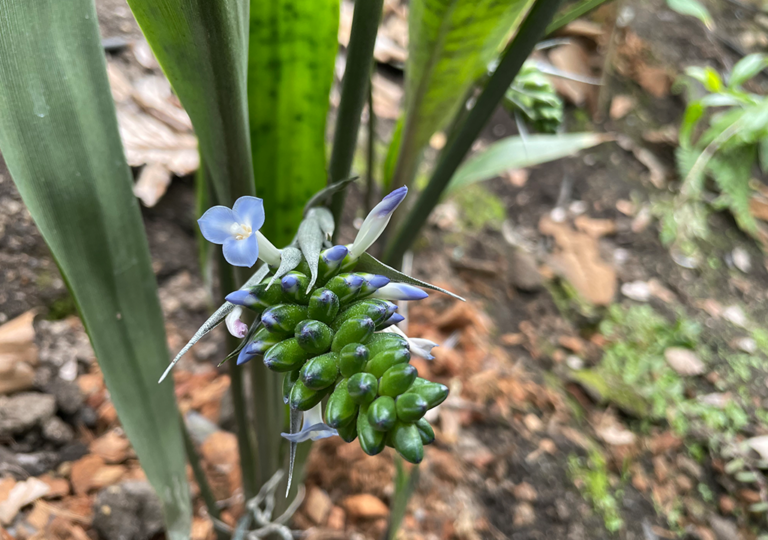 ronnbergia_maidifolia_b