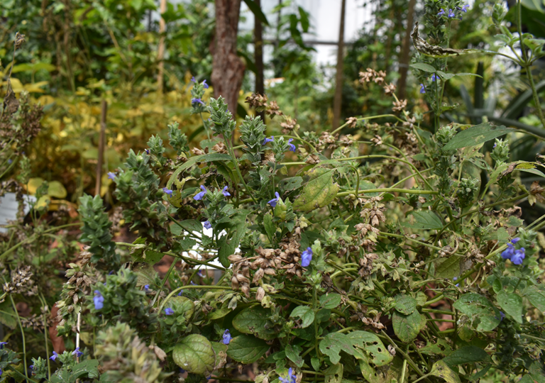 salvia_hispanica