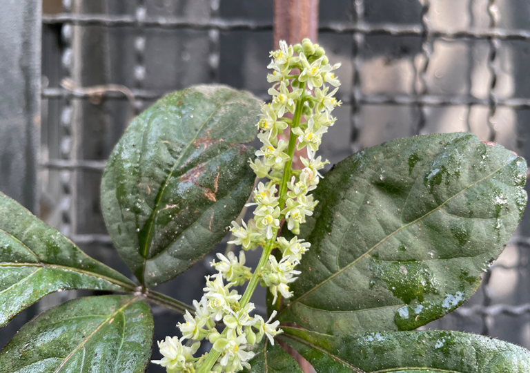 serjania_mexicana_a