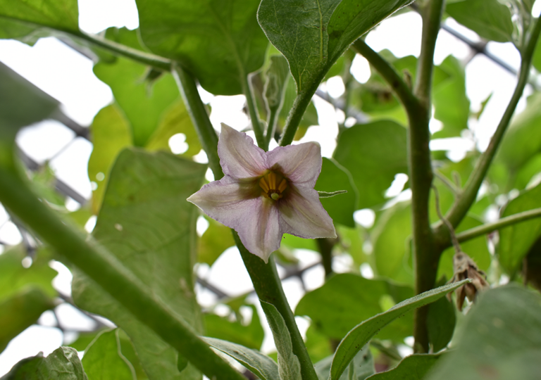 solanum_melogena
