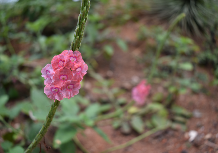 stachytarpeta_mutabilis