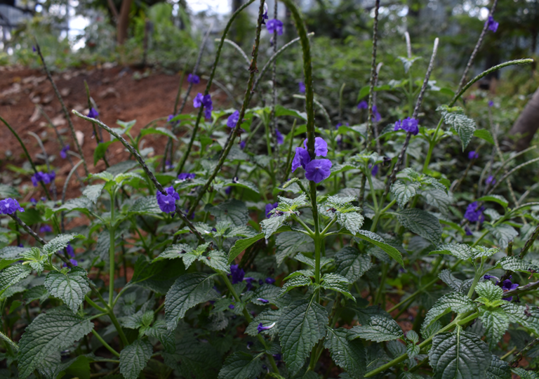 stachytarpheta_cayenensis