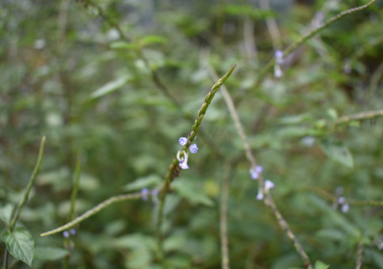 stachytarpheta_cf._jamaicensis