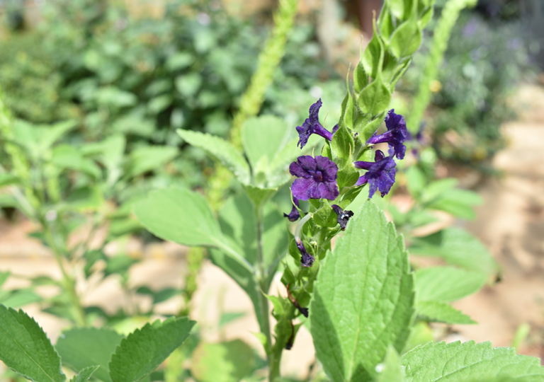stachytarpheta_orubica