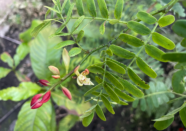 tamarindus_indica