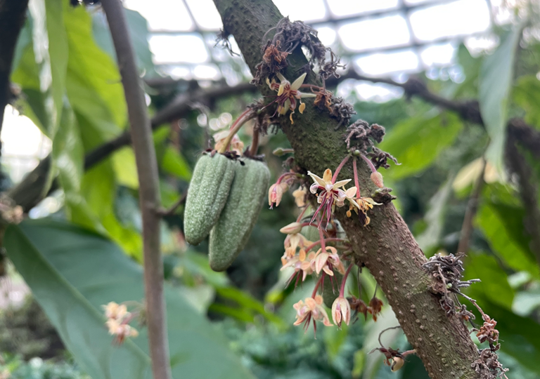 theobroma_cacao_b