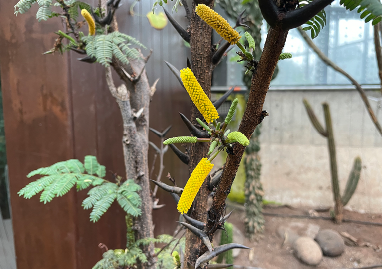 vachellia_collinsii_a