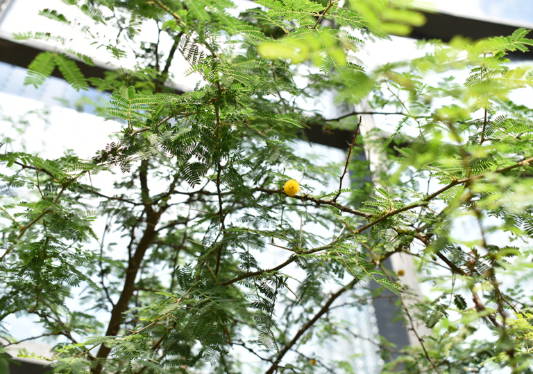 vachellia_farnesiana_b