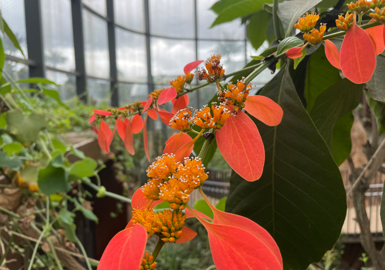 warszewiczia_coccinea_a