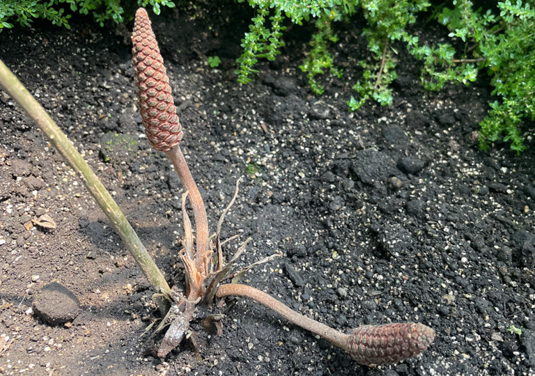 zamia_manicata