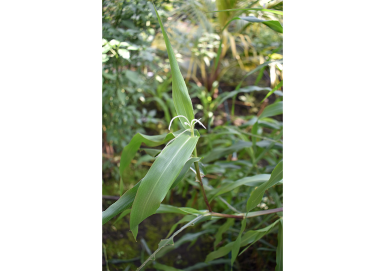 zea_diploperennis
