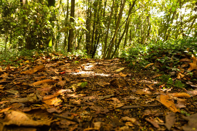 21 DE MARZO, DÍA INTERNACIONAL DE LOS BOSQUES DE LAS NACIONES UNIDAS