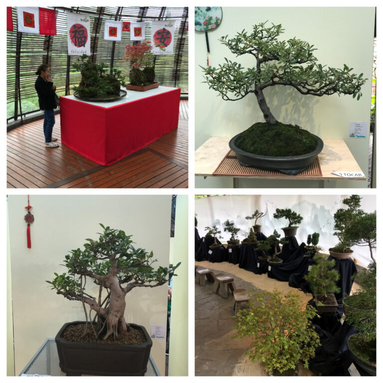 III Exposición de Bonsáis
