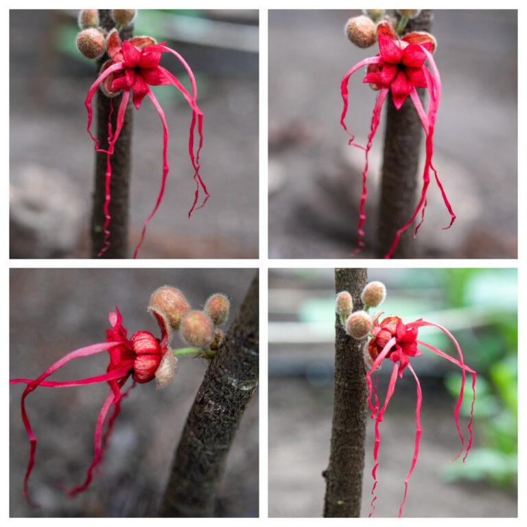 Floreció la herrania en el Tropicario distrital: una planta nativa de la Amazonía colombiana y ancestro del cacao