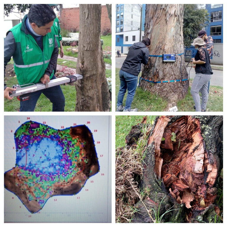 Con tecnología de avanzada Jardín el Botánico monitorea y controla la salud del arbolado de Bogotá