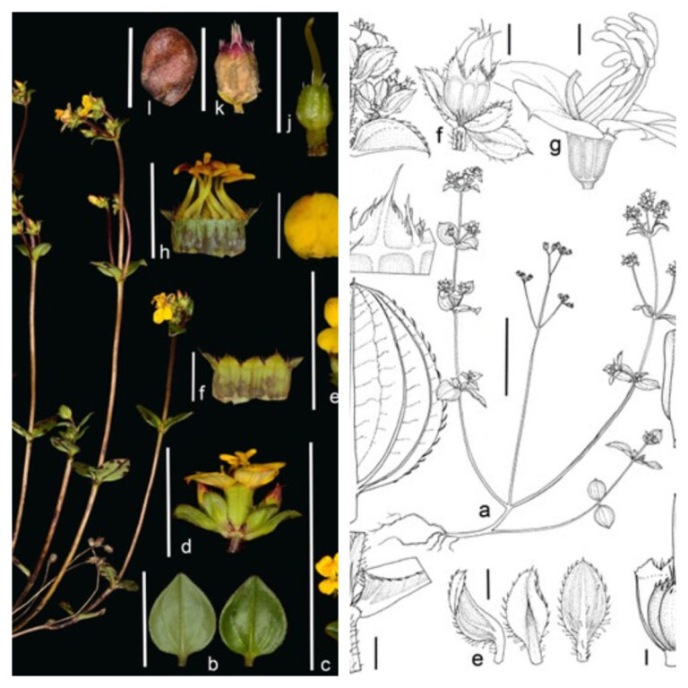 Confirman hallazgo de nueva especie de flora en Páramo de Sumapaz