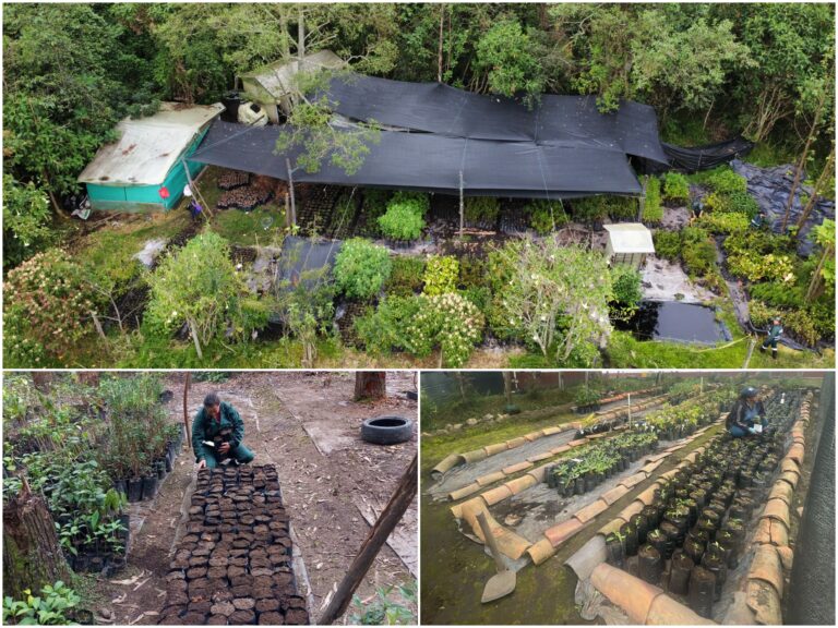 Las guarderías de plantas nativas de difícil consecución